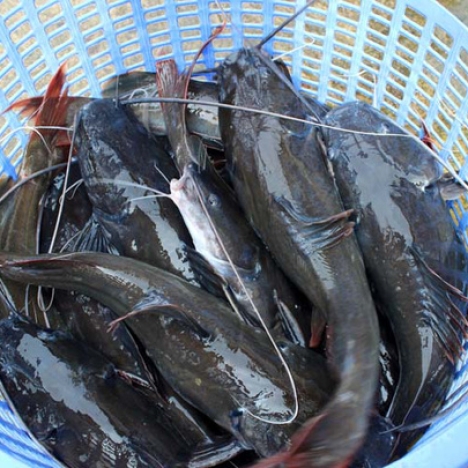 Cá Lăng